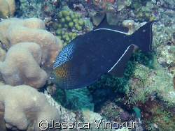 Beautifully colored Black Durgon! Taken in Bonaire  by Jessica Vinokur 